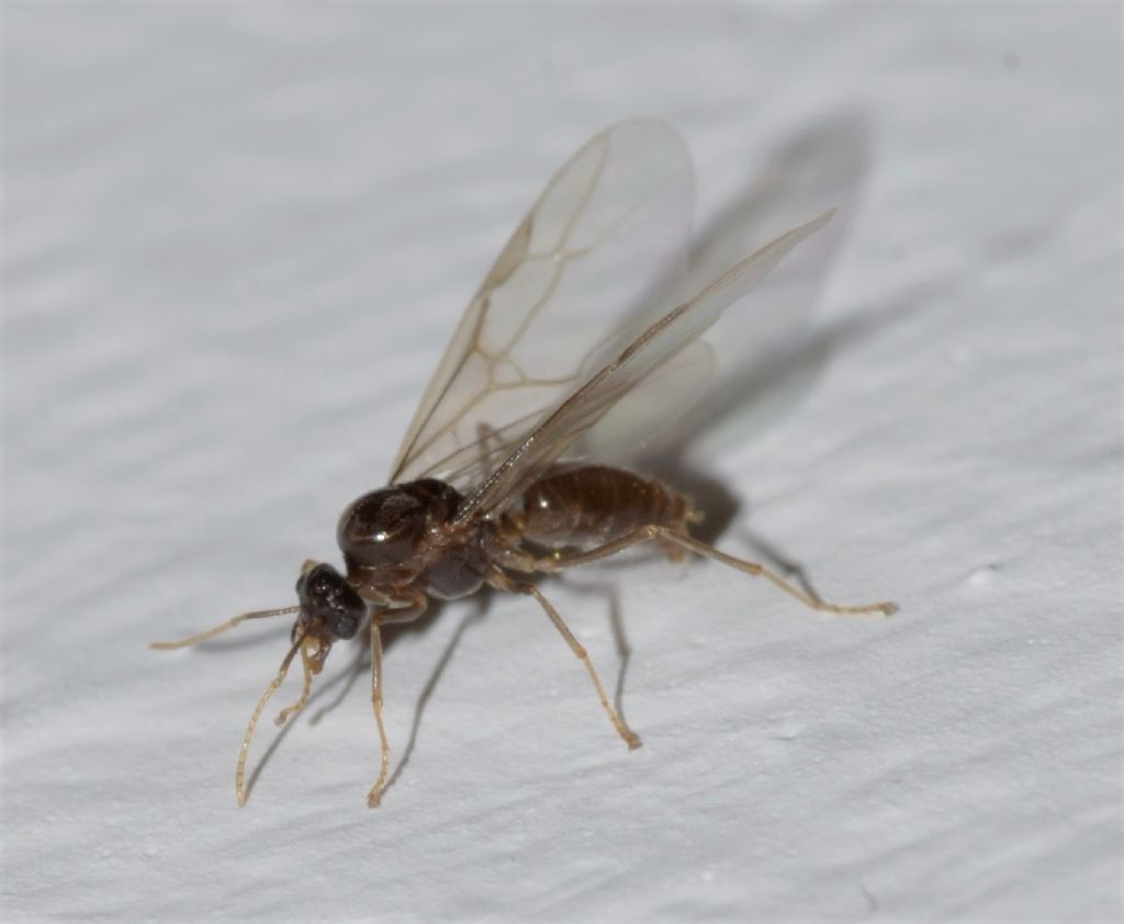 Formica alata: cfr. Solenopsis sp.